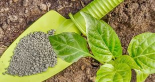 الموارد المائية تحدد مصير إنتاج الحوامض