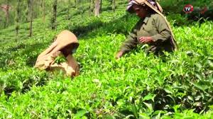 الجمارك : ترفع من رسوم استيراد الشاي الصيني وتدمر كبير بالصحراء …