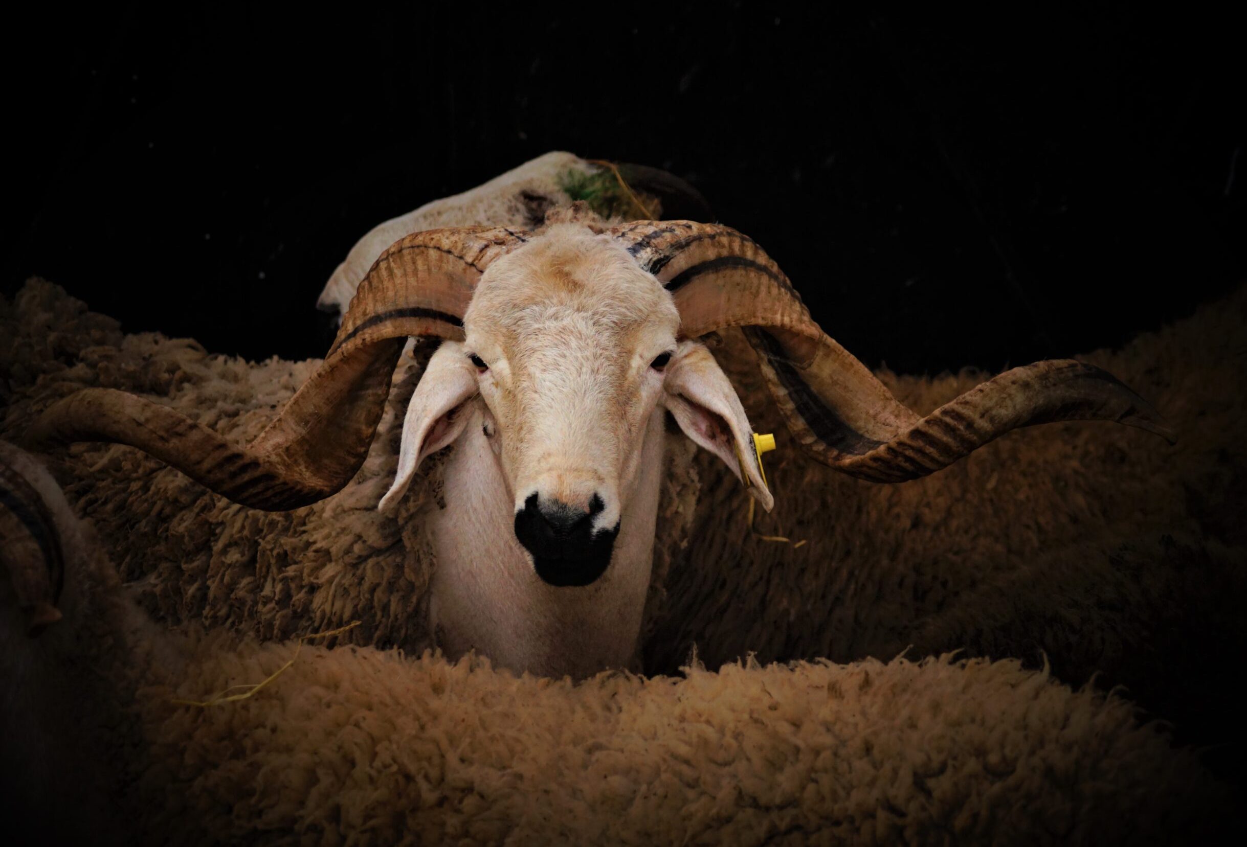 سوق الأضاحي بين وفرة العرض وتردد الطلب