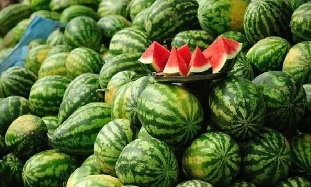 تراجع أسعار البطيخ الأحمر في الضيعات المغربية