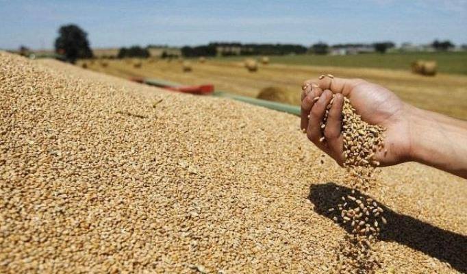القمح بين الدعم والتقلبات العالمية