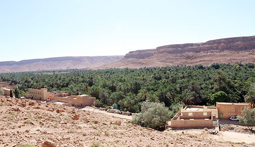 حماية وتنمية الواحات من أولويات المغرب .
