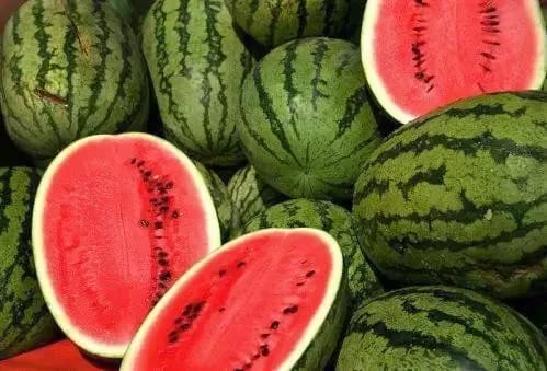 أونسا…557 عينة من البطيخ الأحمر اجتازت اختبارات السلامة بنجاح