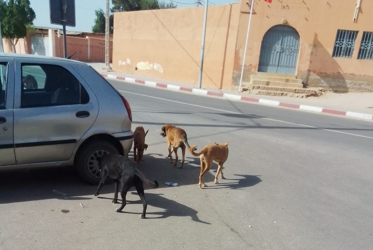 الكلاب الضالة تجتاح أحياء تيوغزة.. مخاوف على سلامة الأطفال وكبار السن ومطالب بتدخل عاجل