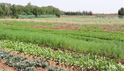 التنمية القروية بالمغرب: إطلاق 6982 مشروعا بغلاف مالي بلغ 27 مليار درهم في ثلاث سنوات الماضية