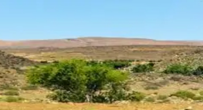 حين تغيب العدالة المجالية.. أشجار الأركان بإقليم طانطان في مواجهة الإستنزاف