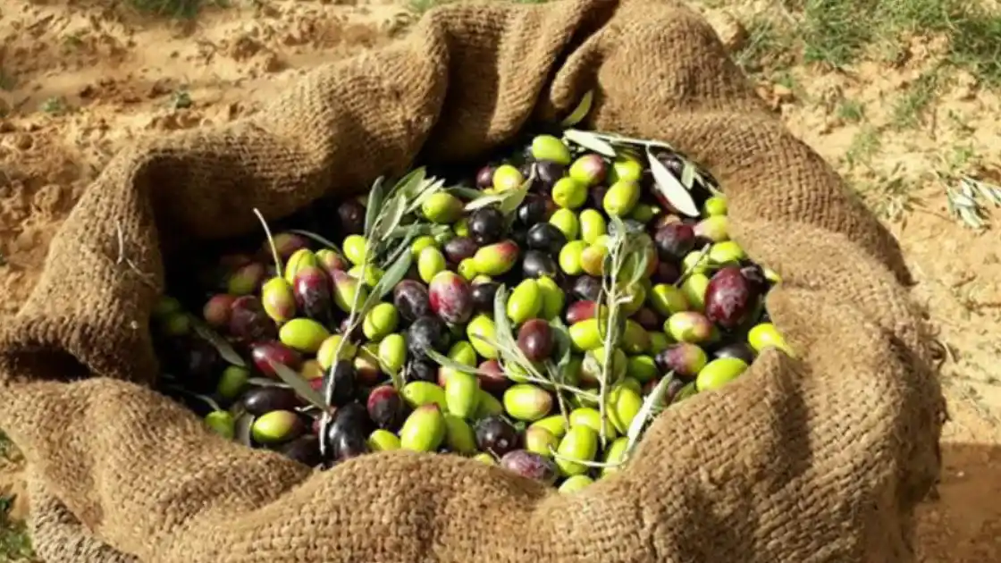 تفاؤل بتراجع أسعار زيت الزيتون مع انطلاق موسم الجني